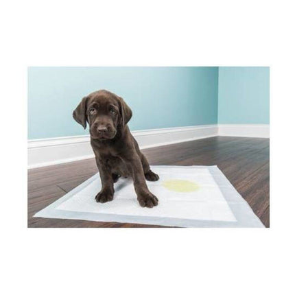 Köpek Tuvalet Çiş Eğitim Pedi 60x60 cm ( 20 Adet )