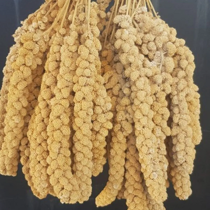 Vitaking Kuşlar İçin Doğal Sarı Dal Darı 100 gr