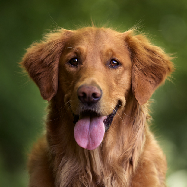 Banner image for: <h2>Köpeğiniz İçin En İyisi</h2>