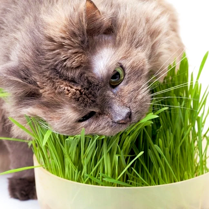 Pro Perfeck Doğal Fileli Kedi Çimi (Tüy Yumağı Önleyici) 150 gr
