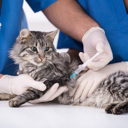CLOTEID KEDİ VE KÖPEK TETANOZ AŞISI