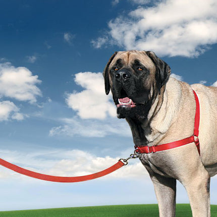Easy Walk Harness Köpek Göğüs Tasması X Small